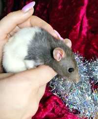 Крыски  , хороший подарок на праздники
