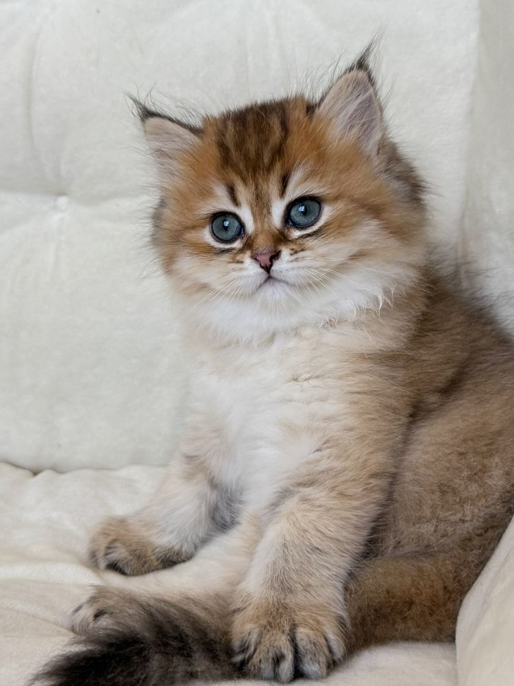 Шотландський котик, scottish straight, шотландські кошенята