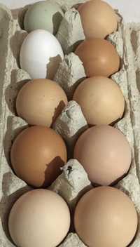 Інкубаційні яйця різних порід
