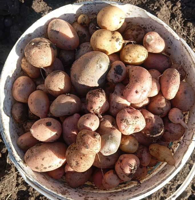 Картопля (бульба, бараболя) дрібна на корм