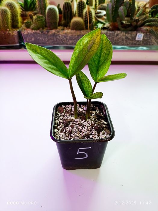 Zamiokulkas Chameleon nr 5