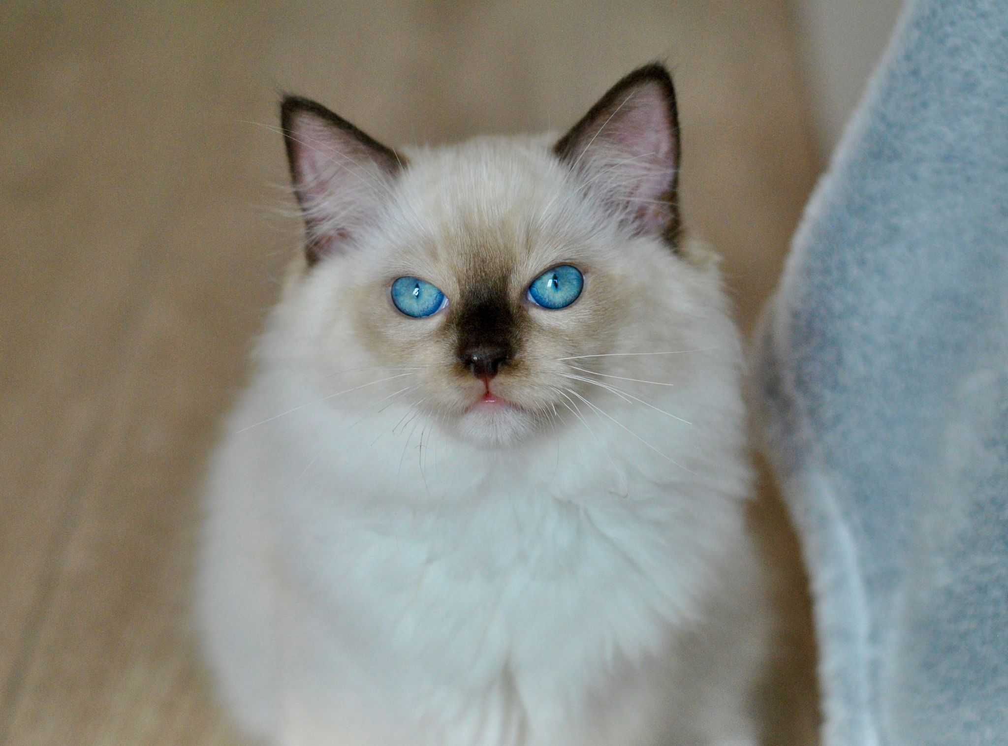 Ragdoll kocięta kocurek Imbir rodowód FPL