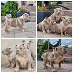 American bully merle Quality mocne szczeniaki
