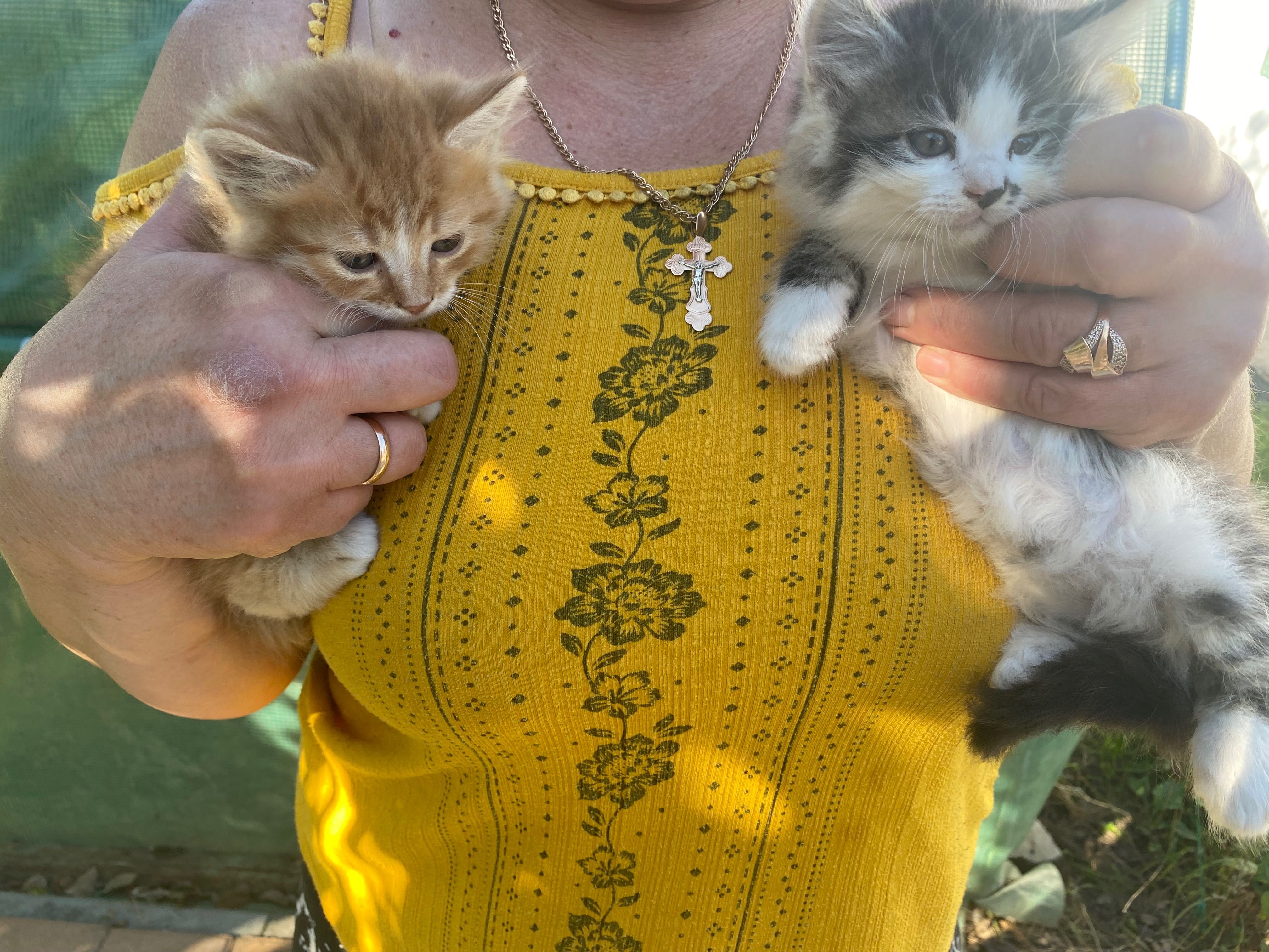 Котик, кошеня, котики