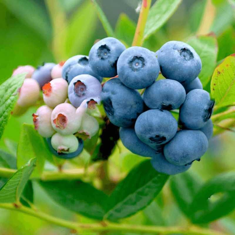 Duke, Bluecropp Piękne sadzonki!3 i 4 letnia Borówka Amerykańska! CAC