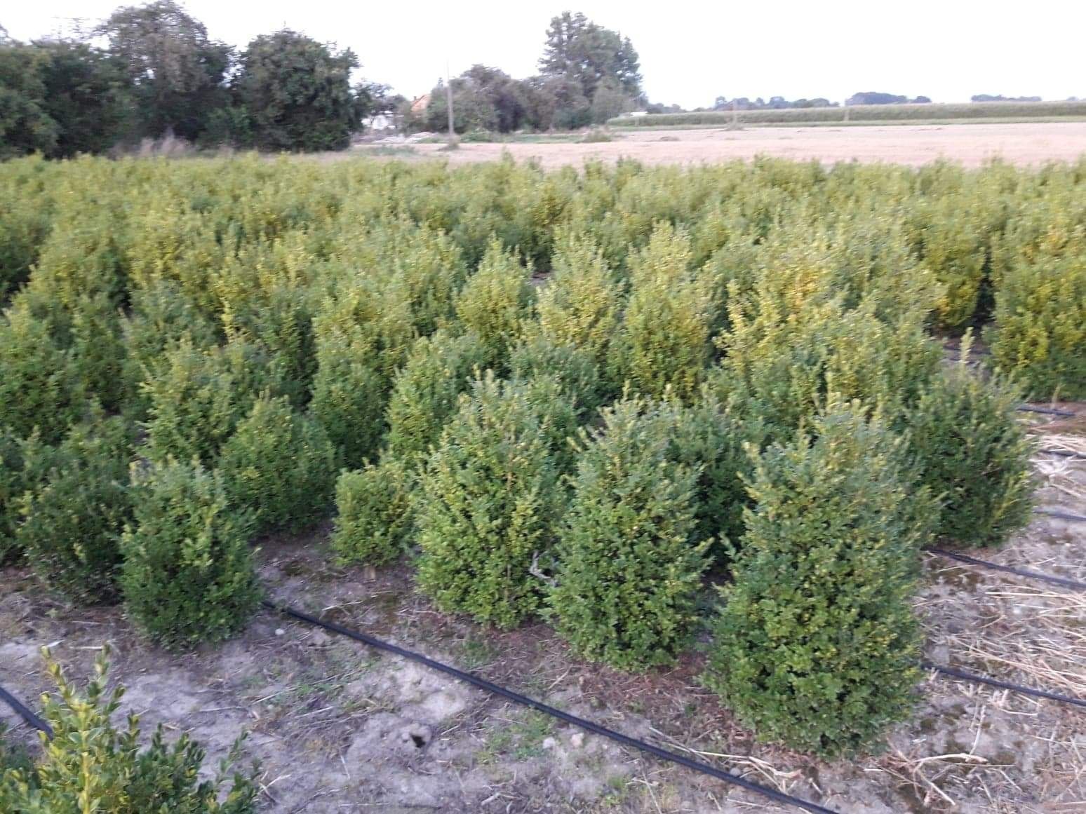 Thuja Smaragd 150cm-170cm