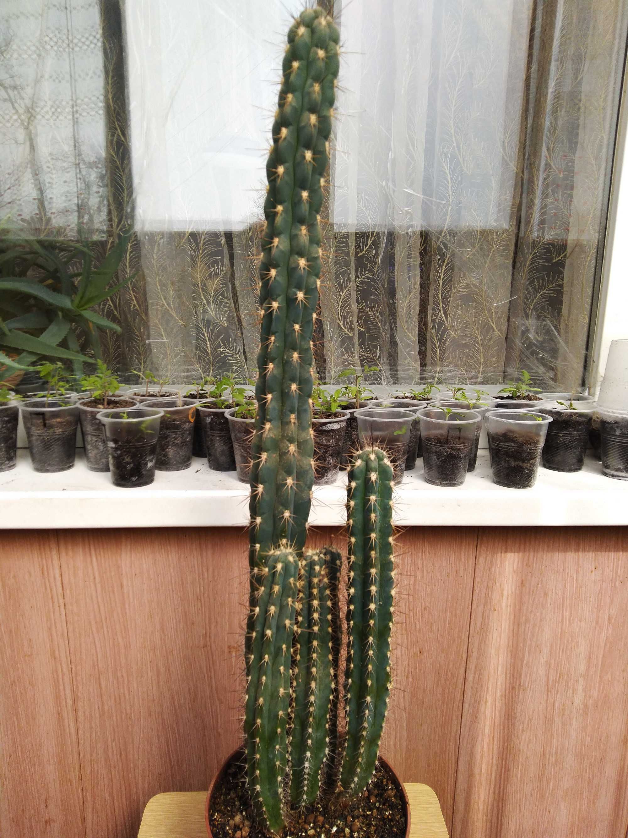 Кактус Setsonia. Высота растения max 60 см.
