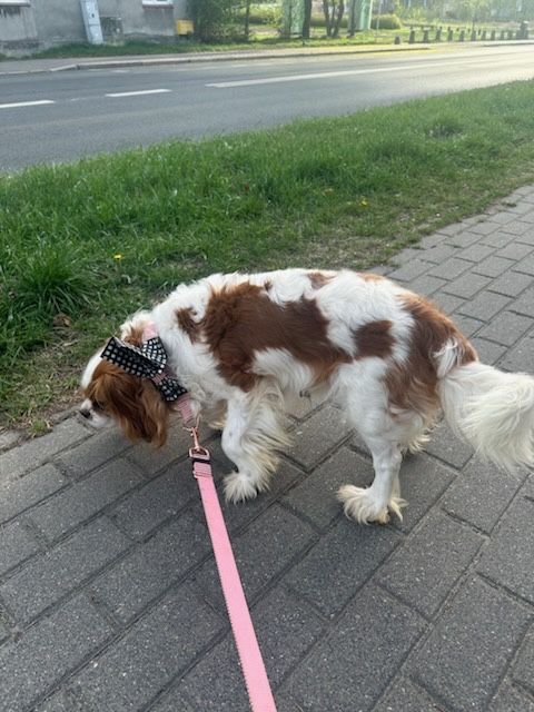 Cavalier king charles spaniel