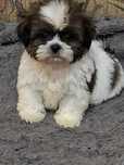 Shih Tzu rodowodowa suczka biało czekoladowa