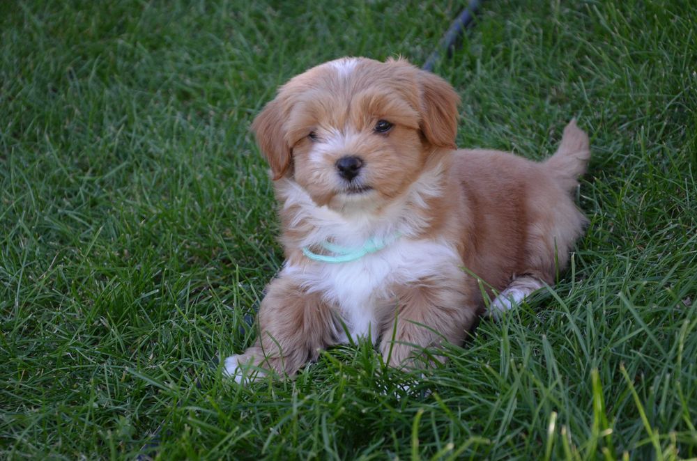 hawańczyk Gustaw  super piesek ZKwP/FCI