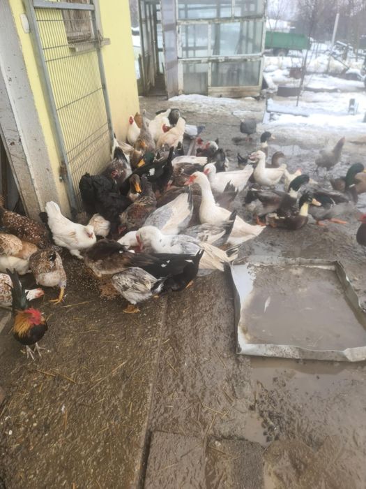 Drób, kury, kaczki. Króliki