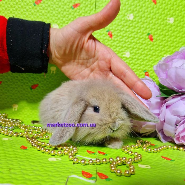 Мини mini lop мiнi карликовые декоративные крольчата кролики