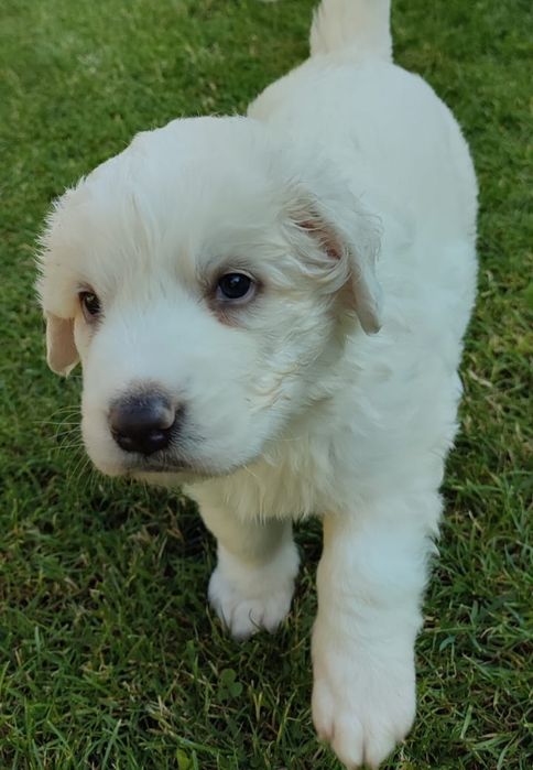 Owczarek podhalański