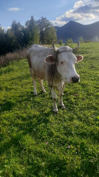 Продам Милашку дуже гарну