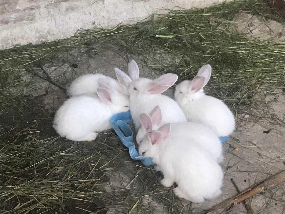 Продам дорослих кролів на плем"я та молодняк.