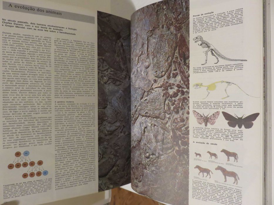 Animais da Terra (envio grátis)