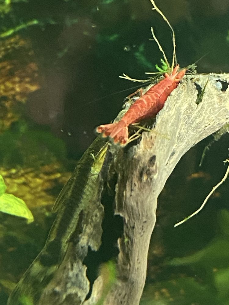 Krewetki Red Cherry