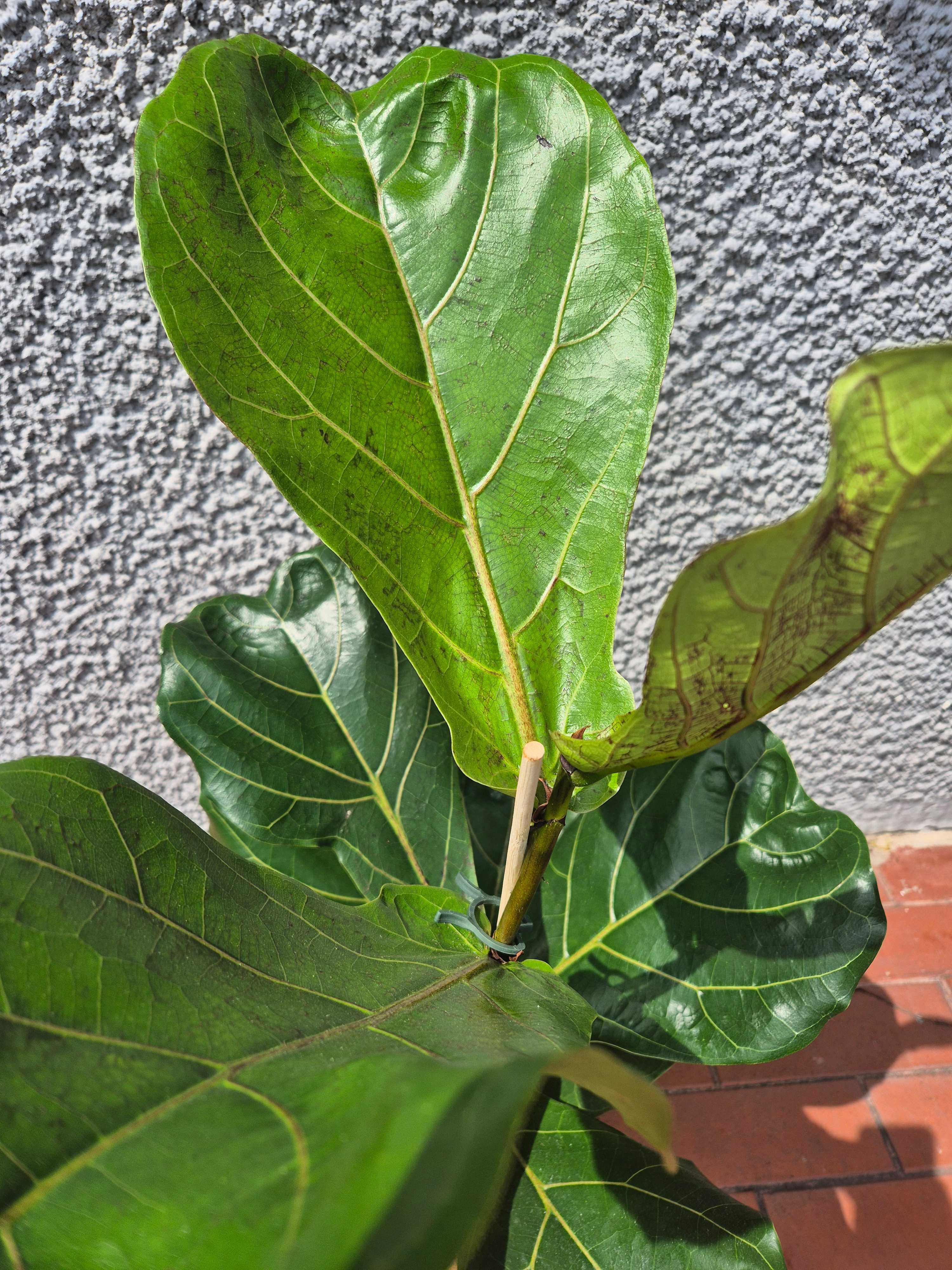 Fikus Lyrata dębolistny 85cm