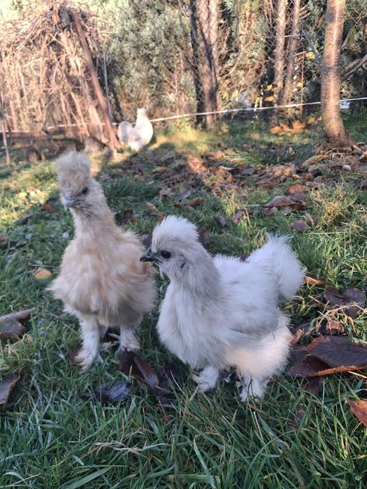 Pisklaki silki - dwa i pół miesiąca