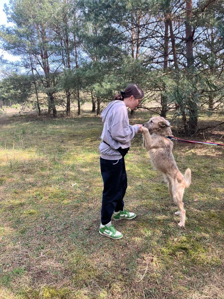 2-letni Jordan w typie wilczarza