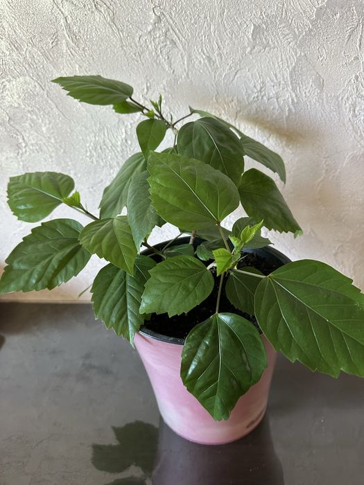 Гібіскус - китайська роза.