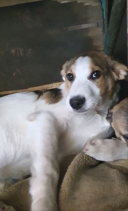 Цуценя (хлопчик) 5 місяців в пошуках своєї найкращої сімʼі!