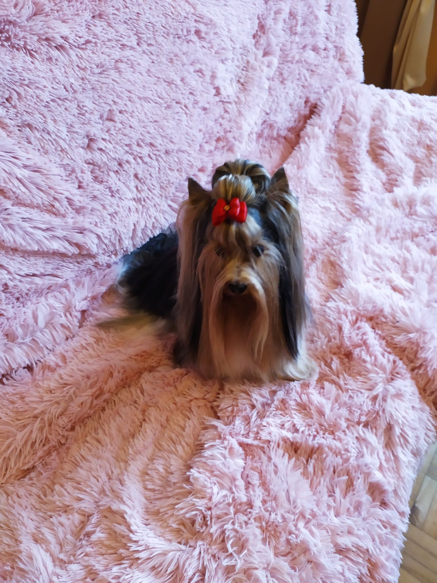 Biewer Yorkshire terrier samiec starszy .
