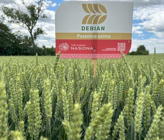 Pszenica ozima DEBIAN -Top Farms paszowa, wydajna , nowa genetyka