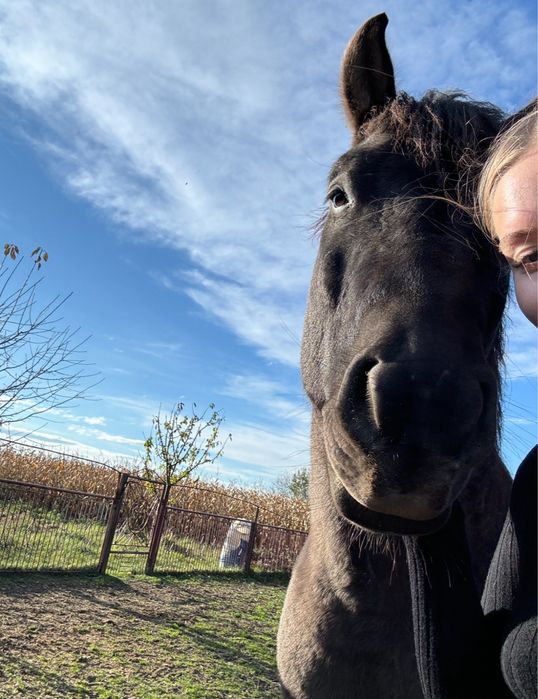 Wałach huculski, hucuł