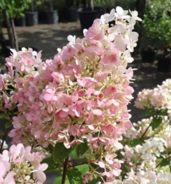 HORTENSJA PINK DIAMOND - sadzonki w doniczkach