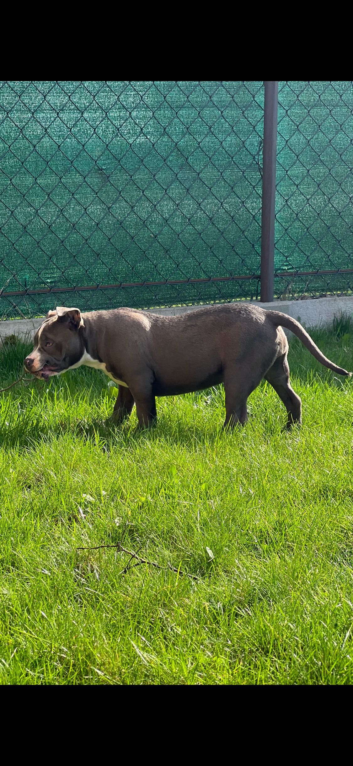 American bully szczeniaki suczka