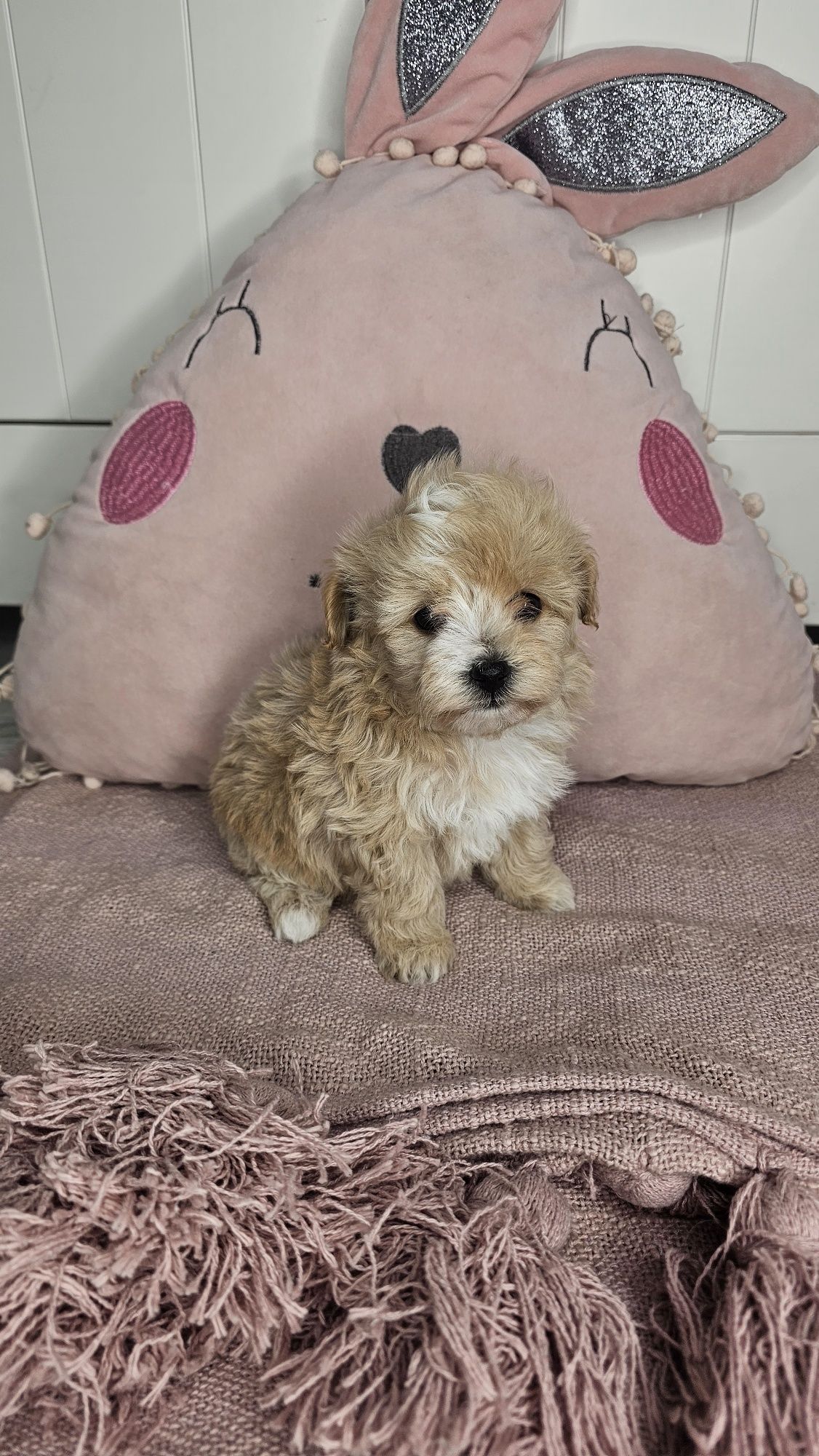 Śliczna dziewczynka Maltipoo