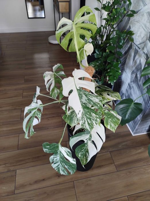 Monstera variegata duża okazja