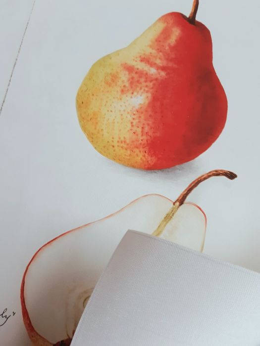 Gobelin na płótnie HD/Obrazek/Vintage Retro Fruit, Pear