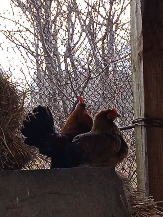 Продам американські кури