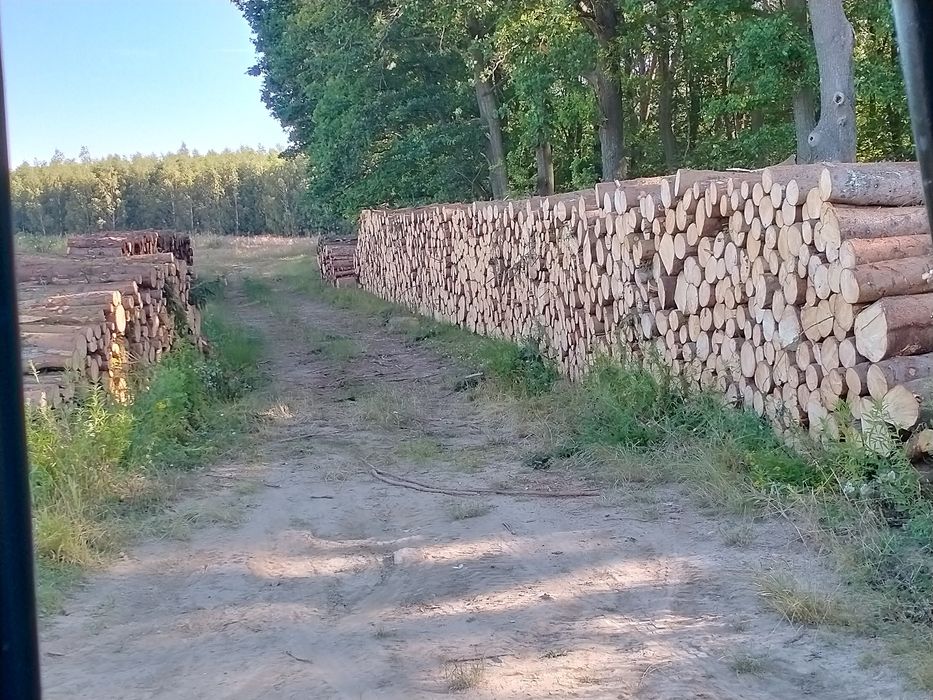 Drewno kominkowe