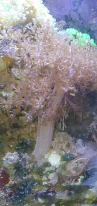 Capnella koralowiec do akwarium morskiego