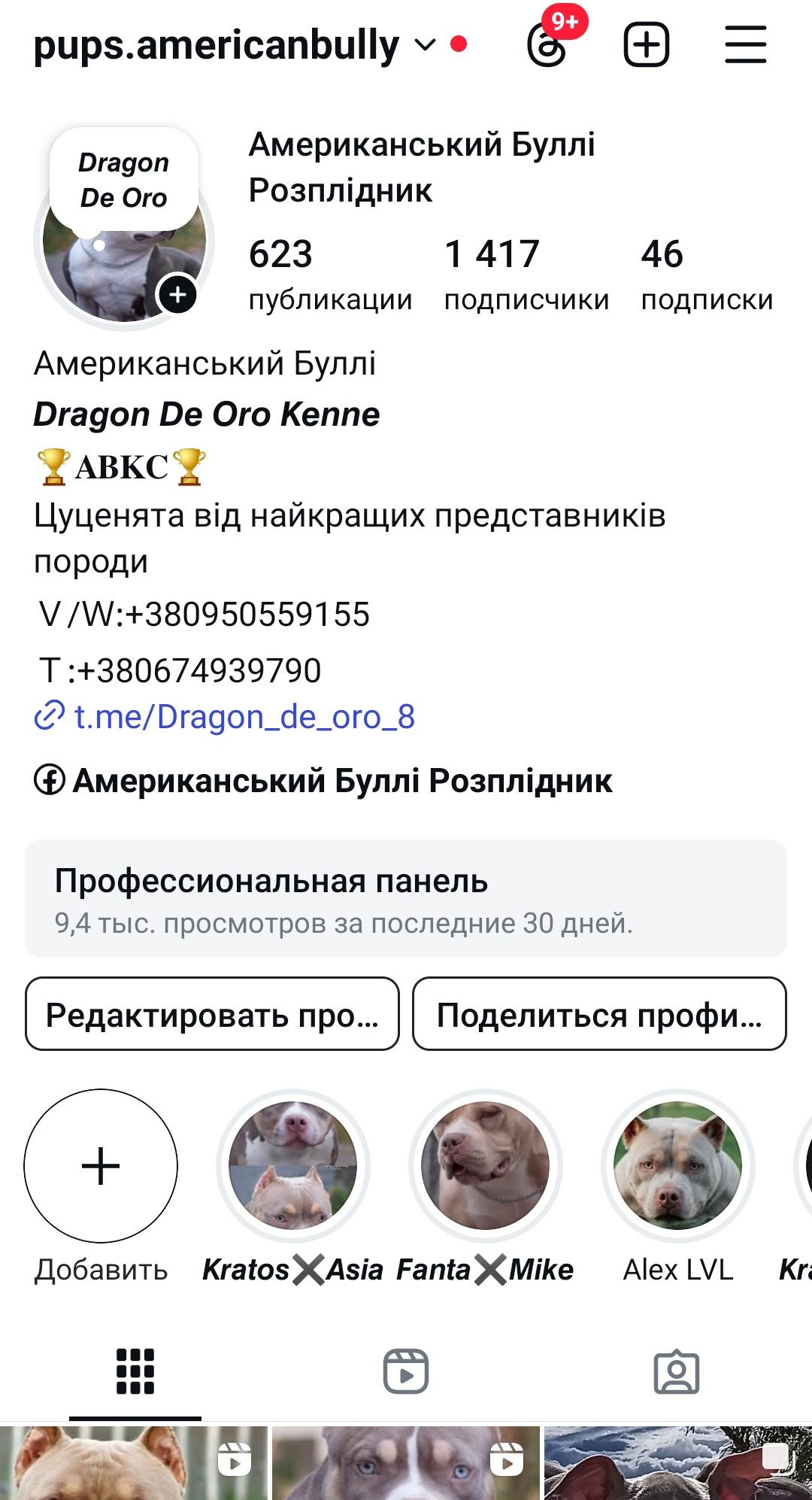 Дівчатка Американський Буллі