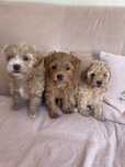 Maltipoo F1b sunia mix maltipoo&pudel toy do odbioru