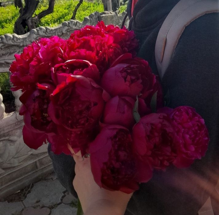 Півонія Хайлайт коріння