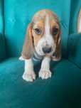 Szczeniak Beagle Tricolor