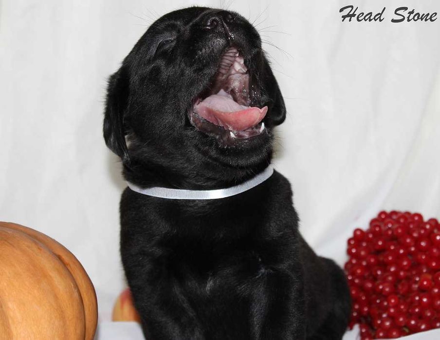 Лабрадор ретривер