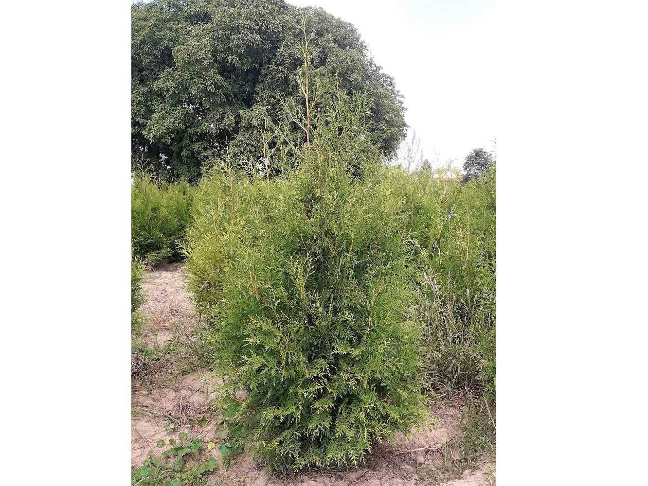 Tuja Brabant! 160,180,200,220 cm! Tuje! Sadzenie! Thuja! Dowóz!