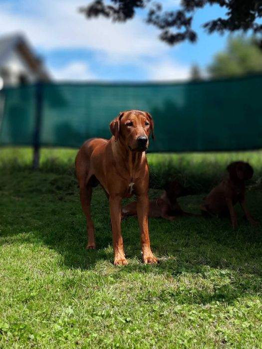 Ostatni szczeniak Rhodesian Ridgeback - Wystawowy - ZKwP + Paszport