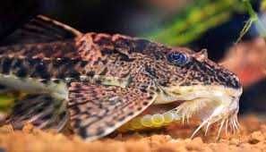 Rineloricaria sp Rio Atabapo