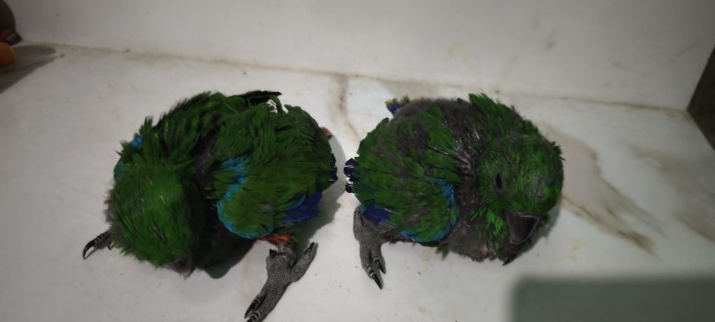 Papagaios écletus para acabar de criar à mão