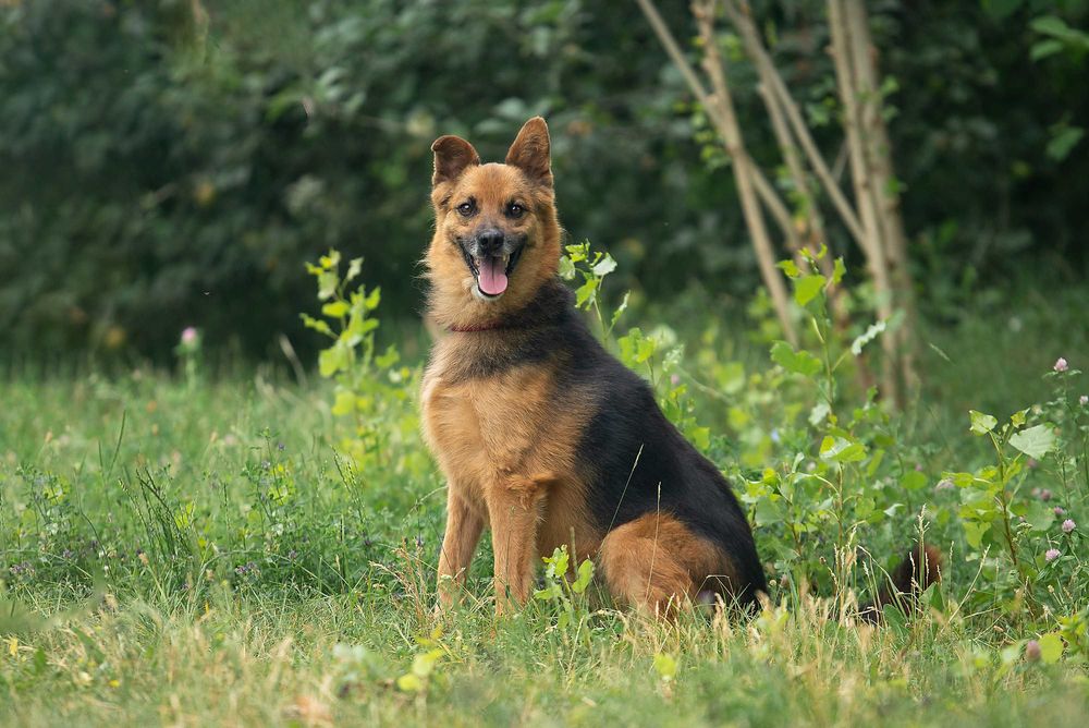 Віддам в добрі руки славного собаку Саймона.