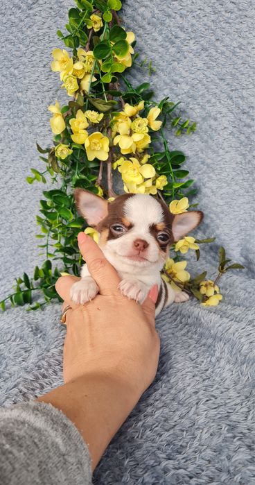 Estupendo super mini mini menino Chihuahua/Chiuaua de Qualidade