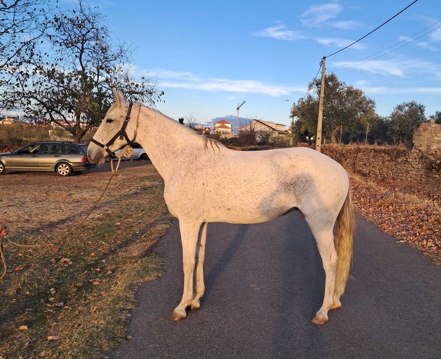 Egua para venda ou troca