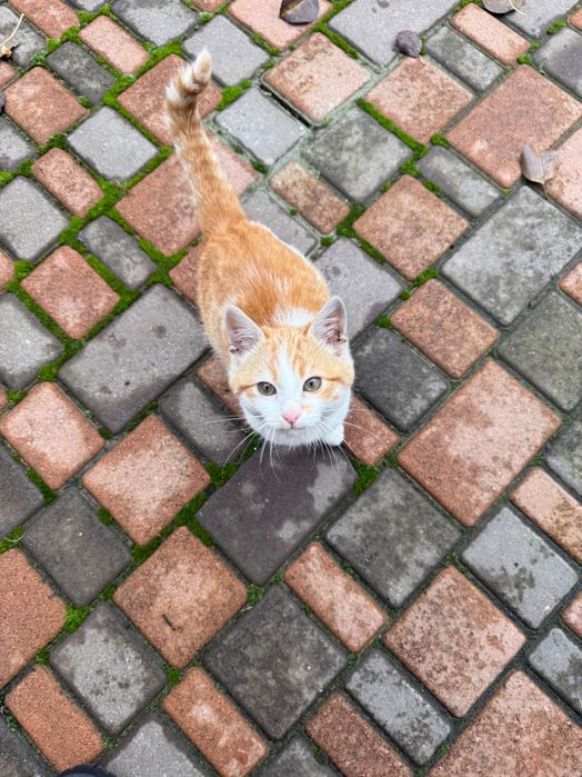 Котик, місяців 2